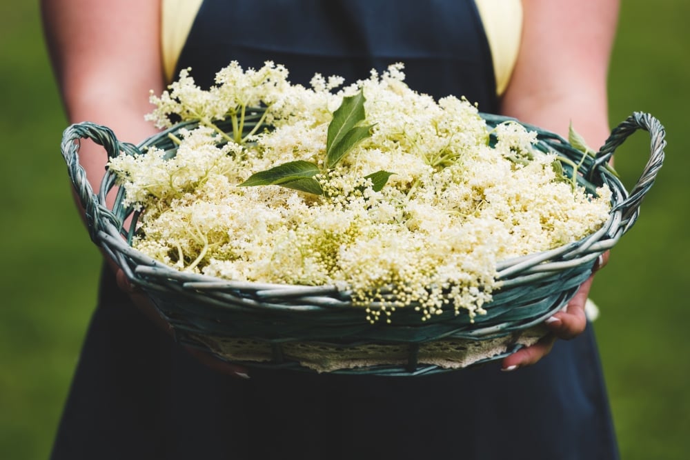 Grandma’s Elderflower Syrup with Mint and Lemon Balm